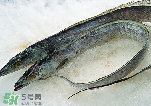 帶魚為什么都是死的？帶魚為什么出水就死？