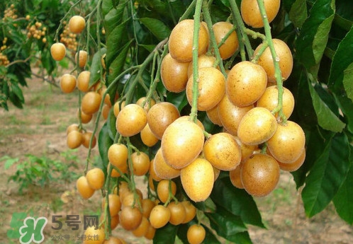 黃皮果什么品種最好吃？黃皮果吃多了會(huì)怎樣