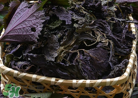 紫蘇是什么植物？紫蘇是發(fā)物嗎？