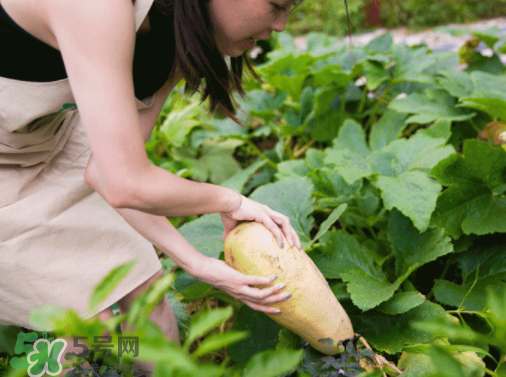 入伏種什么菜？入伏適合種哪些蔬菜？