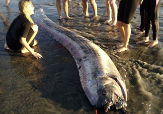 皇帶魚吃什么？皇帶魚吃人嗎？