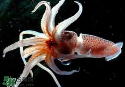 章魚是烏賊嗎？章魚與烏賊的區(qū)別