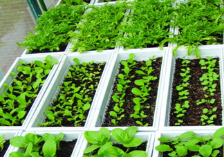 入伏種什么菜？入伏適合種哪些蔬菜？