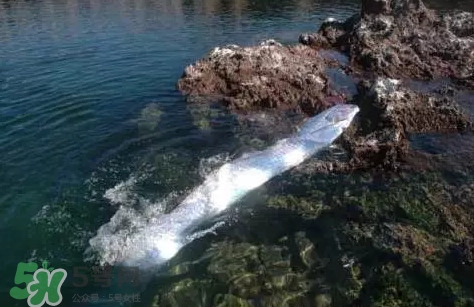 皇帶魚最長有多長？皇帶魚的恐怖傳說