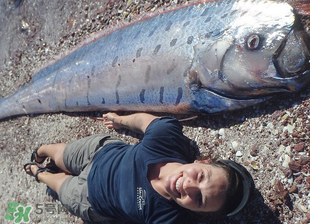 皇帶魚最長有多長？皇帶魚的恐怖傳說