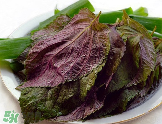新鮮紫蘇葉怎么吃？紫蘇葉的吃法