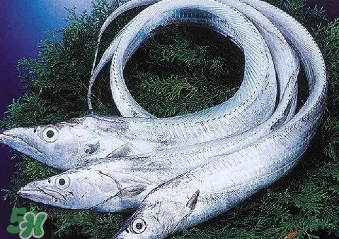 帶魚為什么都是死的？帶魚為什么出水就死？