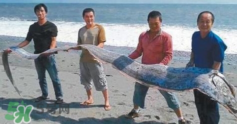 皇帶魚(yú)多少錢(qián)一斤？皇帶魚(yú)的價(jià)格