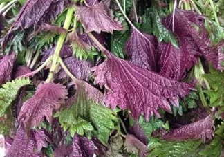 紫蘇是什么植物？紫蘇是發(fā)物嗎？