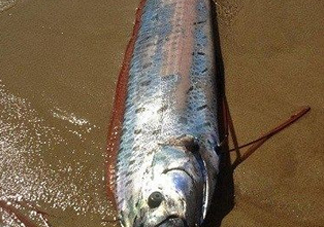 皇帶魚多少錢一斤？皇帶魚的價格