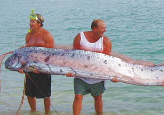 皇帶魚(yú)可以吃嗎？皇帶魚(yú)是帶魚(yú)的一種嗎