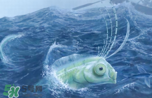 皇帶魚可以吃嗎？皇帶魚是帶魚的一種嗎