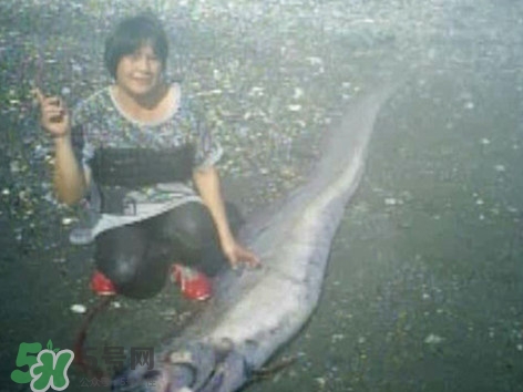 皇帶魚好吃嗎？皇帶魚和帶魚的區(qū)別