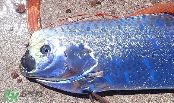 皇帶魚吃什么？皇帶魚吃人嗎？