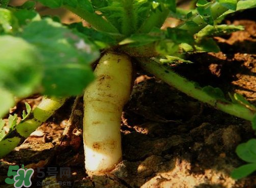 頭伏蘿卜二伏菜是什么意思？頭伏種什么菜？