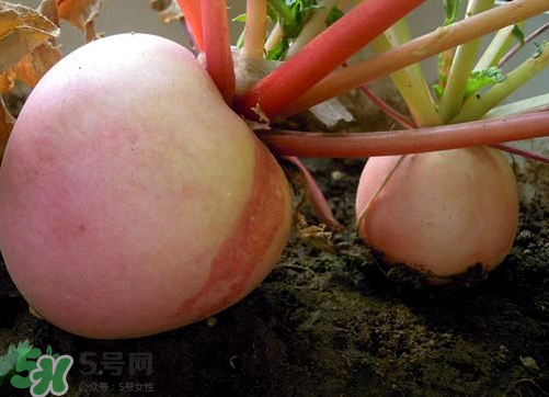 頭伏蘿卜二伏菜是什么意思？頭伏種什么菜？