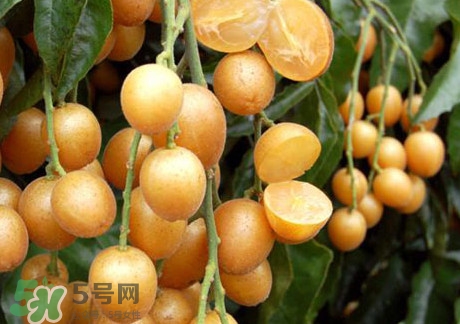 黃皮果可以放冰箱嗎？黃皮果可以放多久