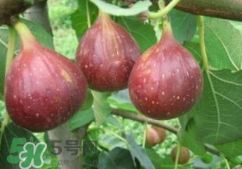 無花果什么品種最好？無花果哪種品種好吃