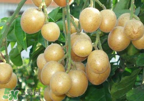 黃皮果可以放冰箱嗎？黃皮果可以放多久