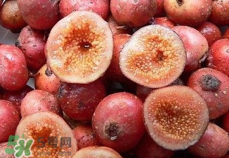野地瓜是什么？野地瓜好吃嗎