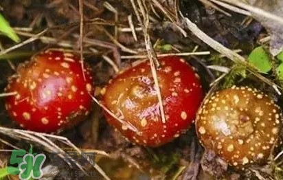 野地瓜是什么？野地瓜好吃嗎