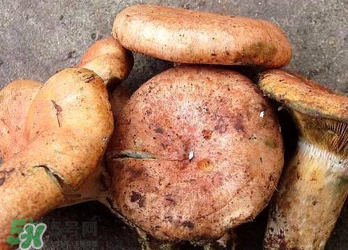 重陽菌可以種植嗎？重陽菌為什么不能人工種植？