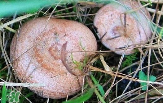 樅樹菌幾月才有？樅樹菌什么時(shí)候才有