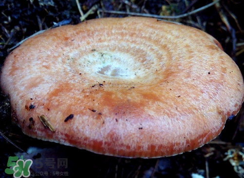 重陽菌什么時候有？重陽菌不能與什么食物一起吃