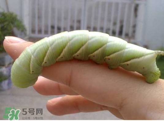 豆丹是什么？豆丹多少錢一斤？