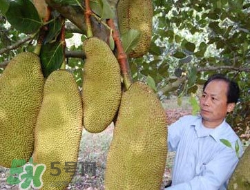木菠蘿怎樣才算熟？木菠蘿怎么切？