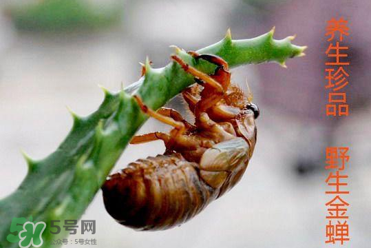 知了吃什么？知了吃什么食物？