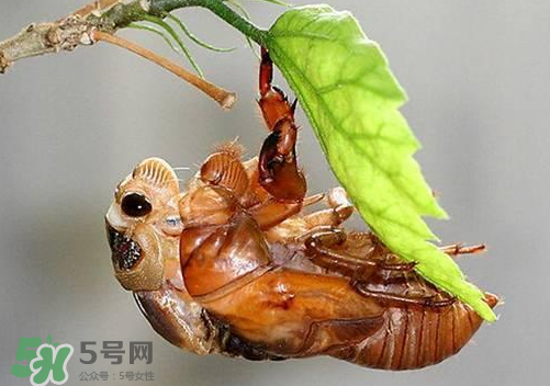 知了猴可以人工養(yǎng)殖嗎？知了猴怎么養(yǎng)殖？