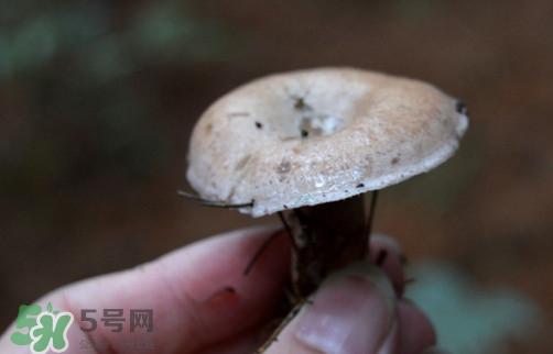重陽菌什么時候有？重陽菌不能與什么食物一起吃
