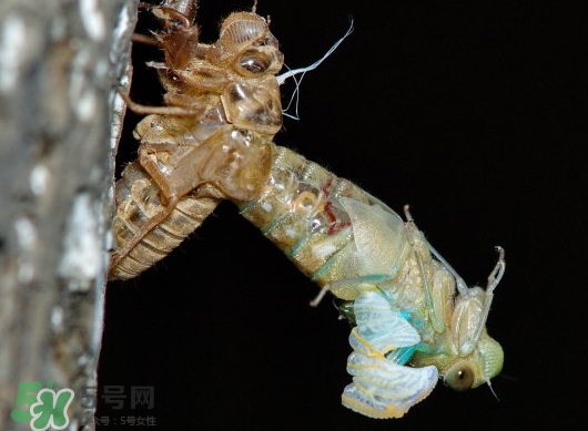 金蟬什么時候出來？金蟬什么時候出土？