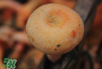 重陽菌可以種植嗎？重陽菌為什么不能人工種植？