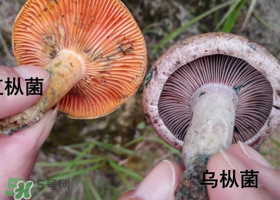樅樹(shù)菌怎樣保存至冬季？樅樹(shù)菌能和榨菜一起吃嗎