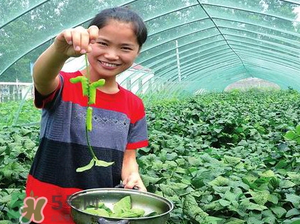 豆丹是什么？豆丹多少錢一斤？