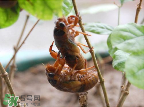 知了猴可以人工養(yǎng)殖嗎？知了猴怎么養(yǎng)殖？