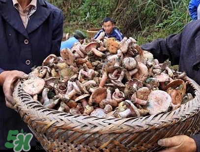 重陽(yáng)菌孕婦可以吃嗎？重陽(yáng)菌怎樣保存才新鮮