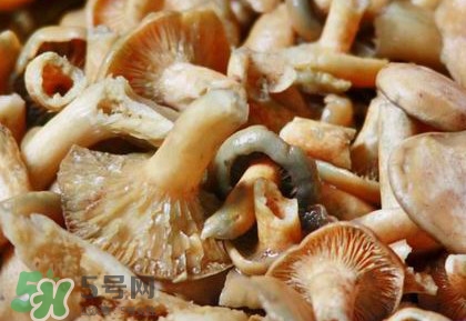 怎樣鑒別重陽(yáng)菌是否有毒？重陽(yáng)菌是發(fā)物嗎