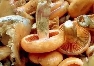 樅樹菌不能與什么同食？樅樹菌不能和什么一起吃