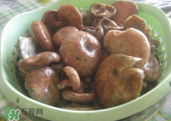 重陽(yáng)菌多少錢一斤？重陽(yáng)菌怎么清洗