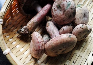 重陽菌怎么做好吃？吃重陽菌有什么好處