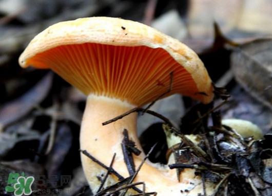 樅樹(shù)菌怎樣保存至冬季？樅樹(shù)菌能和榨菜一起吃嗎