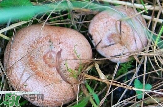 重陽菌怎么做好吃？吃重陽菌有什么好處