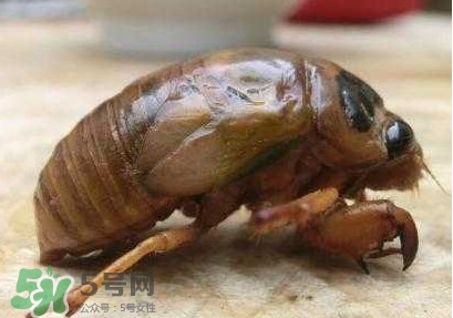 幼蟬猴多少錢一斤？幼蟬猴幾月份有