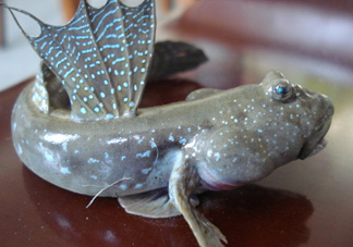 彈涂魚是兩棲動(dòng)物嗎？彈涂魚營養(yǎng)價(jià)值有哪些