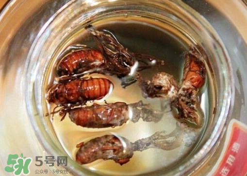 知了猴可以泡酒嗎？金蟬可以泡酒嗎？