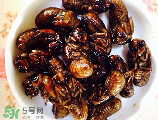知了猴可以泡酒嗎？金蟬可以泡酒嗎？