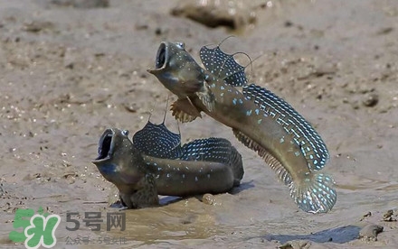 彈涂魚多少錢一斤？彈涂魚有毒嗎